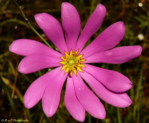 {Sabatia decandra}